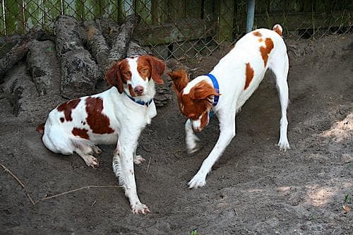 Brittany Spaniel