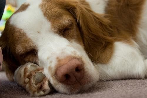 Brittany Spaniel