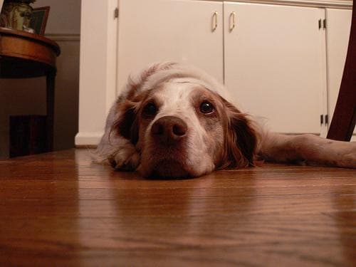 Brittany Spaniel