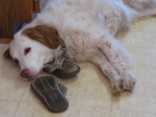 Brittany Spaniel