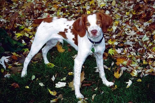 Brittany Spaniel