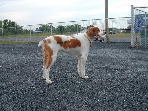 Brittany Spaniel