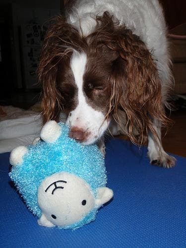 Brittany Spaniel