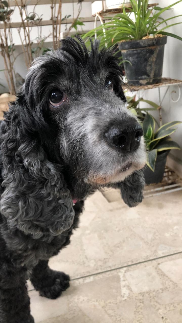 Cocker Spaniel