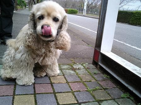 Cocker Spaniel