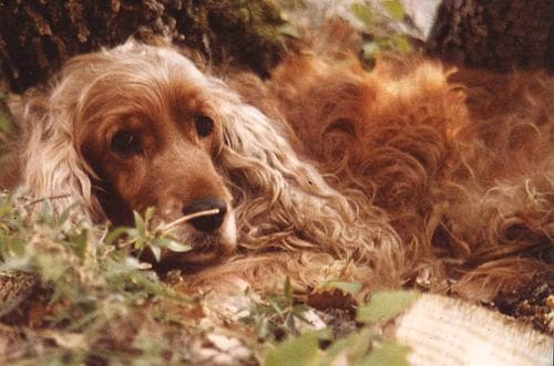 Cocker Spaniel