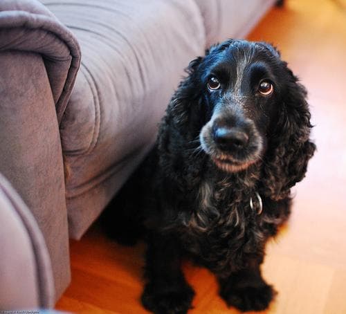 Cocker Spaniel