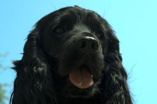 Cocker Spaniel