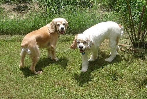 Cocker Spaniel