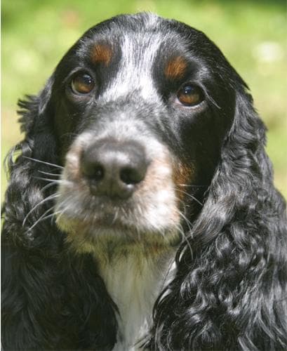 Cocker Spaniel