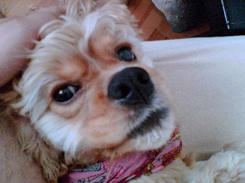 Cocker Spaniel