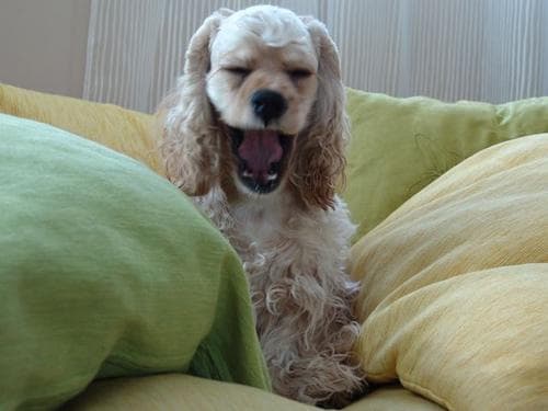 Cocker Spaniel