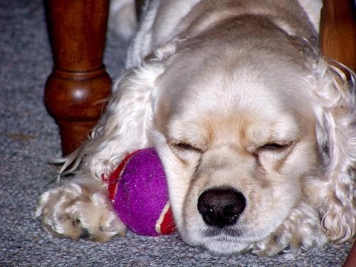 Cocker Spaniel