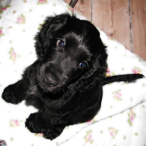Cocker Spaniel