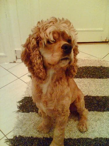 Cocker Spaniel