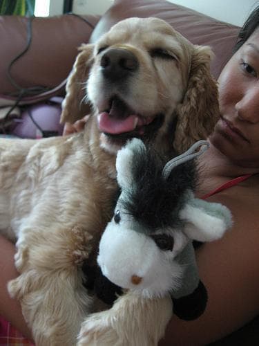 Cocker Spaniel
