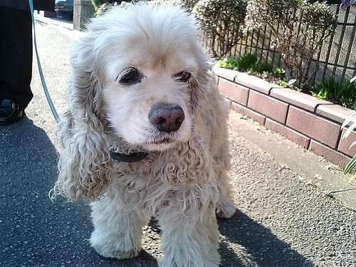 Cocker Spaniel