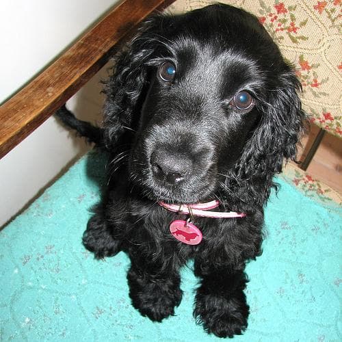 Cocker Spaniel