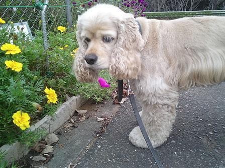 Cocker Spaniel