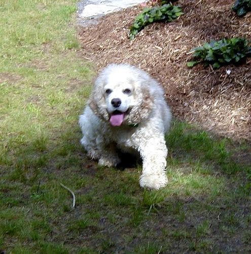 Cocker Spaniel