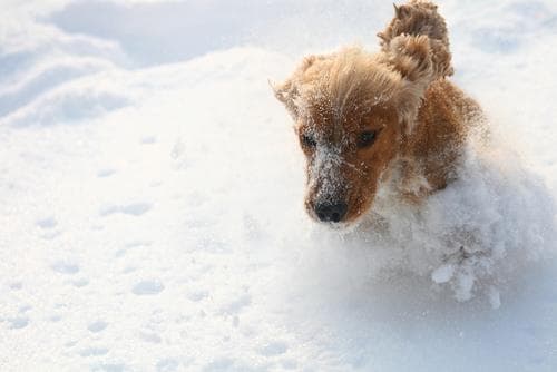 Cocker Spaniel