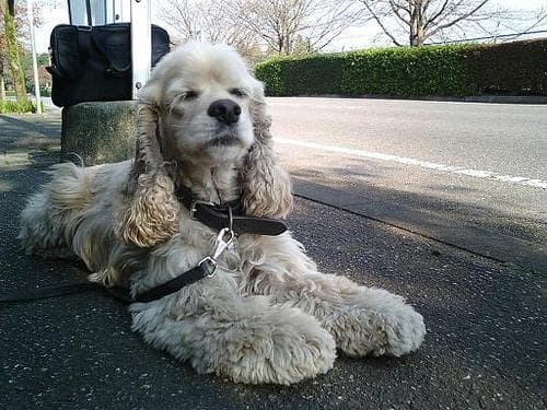 Cocker Spaniel