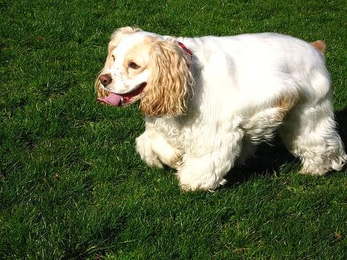 Cocker Spaniel