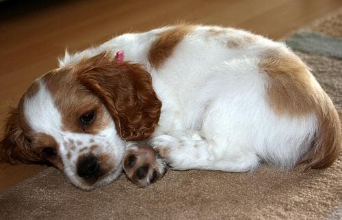 Cocker Spaniel