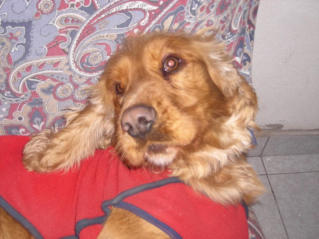 spaniel