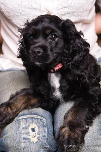 Cocker Spaniel