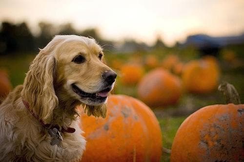 Cocker Spaniel