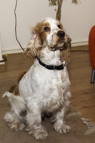 spaniel
