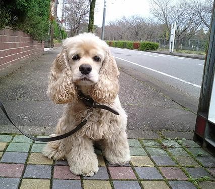 Cocker Spaniel