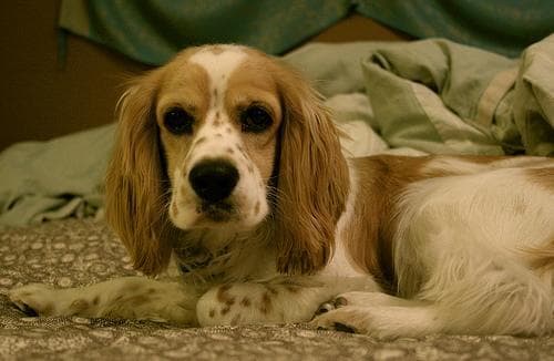 Cocker Spaniel