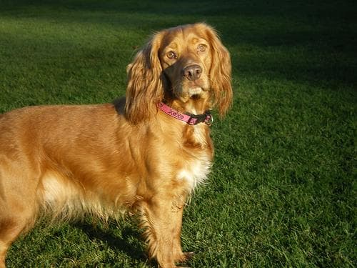 Cocker Spaniel