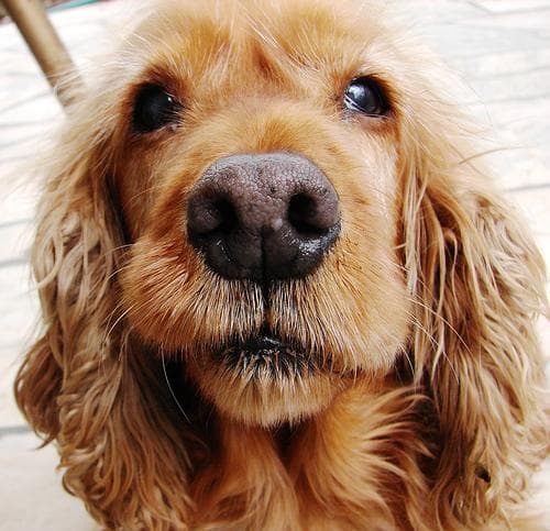 Cocker Spaniel