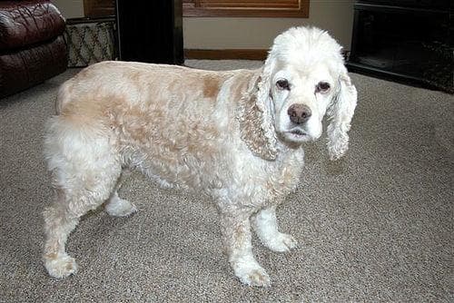 Cocker Spaniel