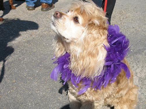 Cocker Spaniel