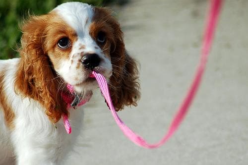 Cocker Spaniel