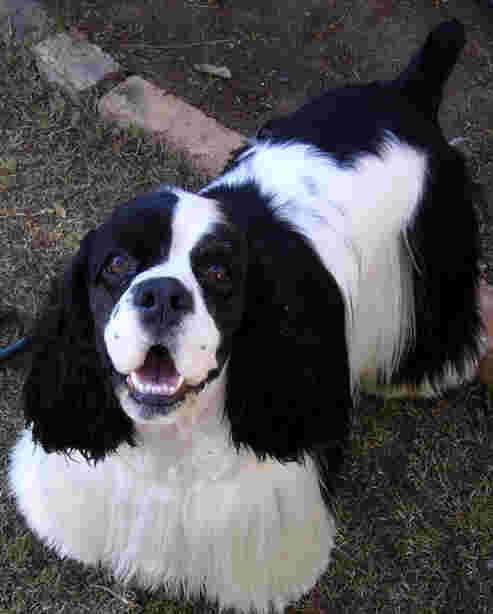 Cocker Spaniel