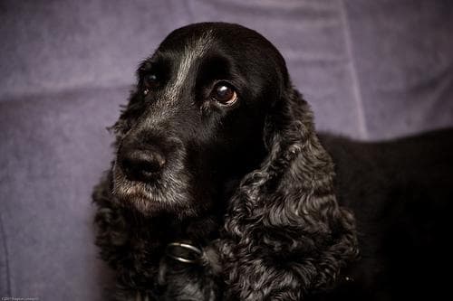 Cocker Spaniel