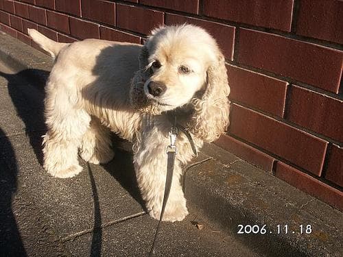 Cocker Spaniel