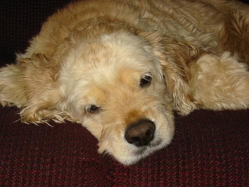 Cocker Spaniel