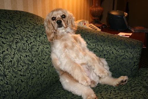 Cocker Spaniel
