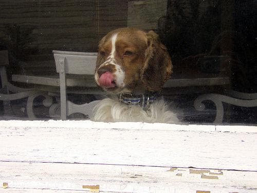 Cocker Spaniel