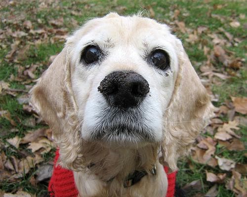 Cocker Spaniel