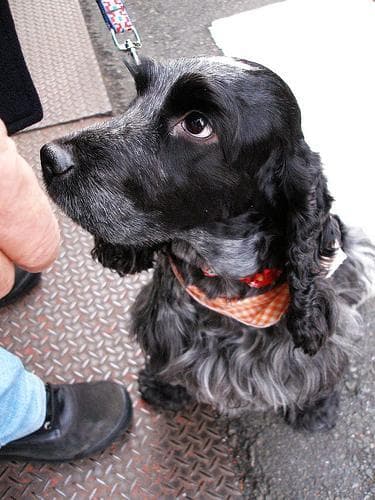 Cocker Spaniel