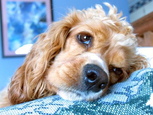 Cocker Spaniel
