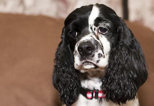 spaniel