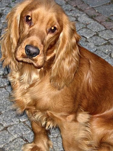 Cocker Spaniel